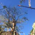 Commercial Tree Trimming Sydney