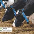 Automatic Cow Identification Systems In India
