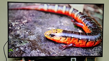 Al Malaz, Appliances, SAR 1400,  Sony Bravia Smart 4K TV, 55 Inch
