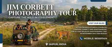 Jaipur, Travel, Best Seasons And Zones For Your Jim Corbett Photography Tour