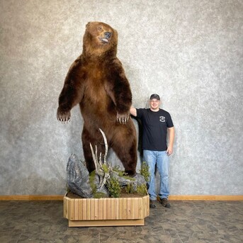 New York, Materials, USD 9500,  Brown Bear Life-size Taxidermy Mount For Sale