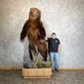 USD 9500,  Brown Bear Life-size Taxidermy Mount For Sale