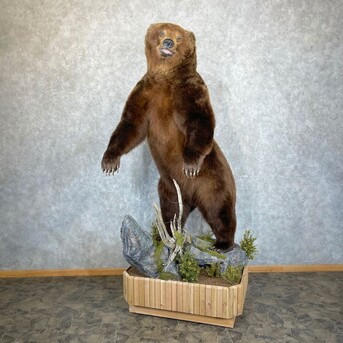 New York, Materials, USD 9500,  Brown Bear Life-size Taxidermy Mount For Sale