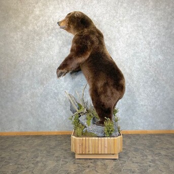 New York, Materials, USD 9500,  Brown Bear Life-size Taxidermy Mount For Sale