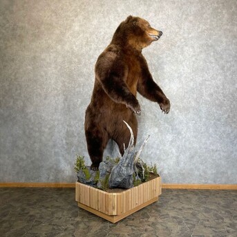 New York, Materials, USD 9500,  Brown Bear Life-size Taxidermy Mount For Sale