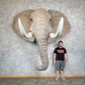 USD 14500,  African Elephant Replica Taxidermy Shoulder Mount For Sale .