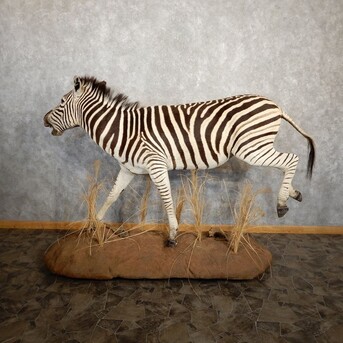 New York, Household Items, USD 12000,  African Zebra Taxidermy Mount For Sale ,