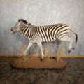 USD 12000,  African Zebra Taxidermy Mount For Sale ,