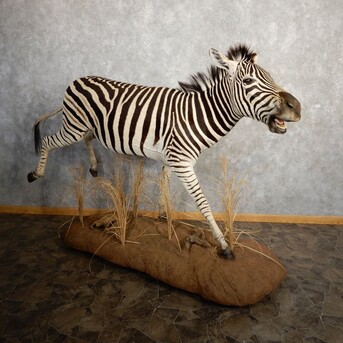 New York, Household Items, USD 12000,  African Zebra Taxidermy Mount For Sale ,