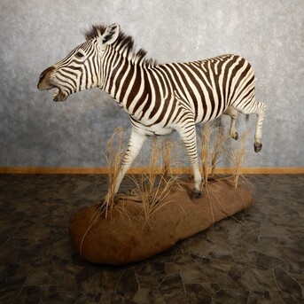 New York, Household Items, USD 12000,  African Zebra Taxidermy Mount For Sale ,