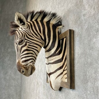 New York, Household Items, USD 12000,  African Zebra Taxidermy Mount For Sale ,