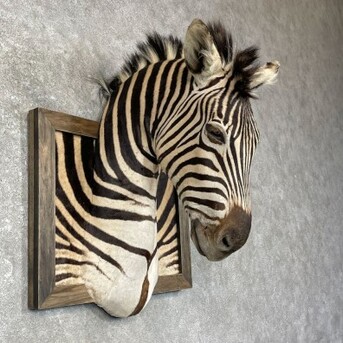 New York, Household Items, USD 12000,  African Zebra Taxidermy Mount For Sale ,