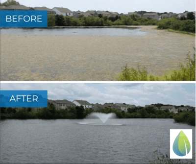 New York, Farm/Garden, Natural Pond Algae Control Methods That Work