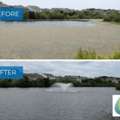 Natural Pond Algae Control Methods That Work