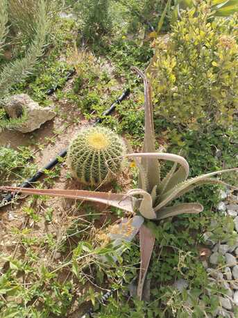 Riyadh, Farm/Garden, 🌴 Riyadh Garden Experts | Gardening, Landscaping & Maintenance Services |  0553140446