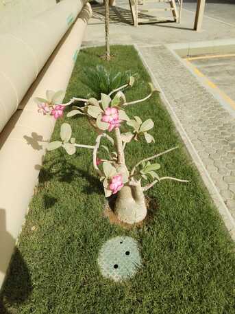 Riyadh, Farm/Garden, 🌴 Riyadh Garden Experts | Gardening, Landscaping & Maintenance Services |  0553140446
