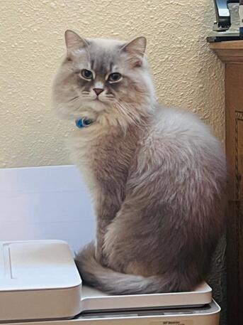 Al Rawdah, Pet Supplies, SAR 2000,  PERSIAN CAT FULLY VACCINATED