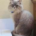 SAR 2000,  PERSIAN CAT FULLY VACCINATED