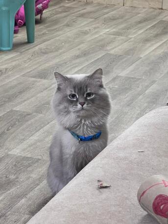 Al Rawdah, Pet Supplies, SAR 2000,  PERSIAN CAT FULLY VACCINATED