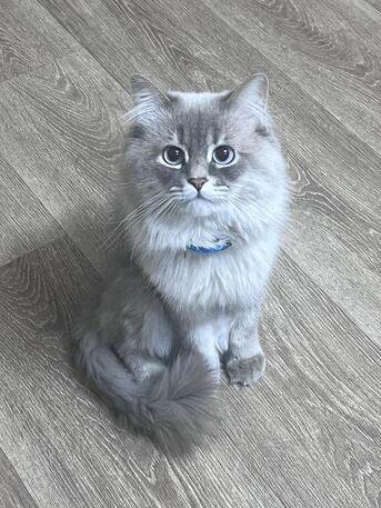 Al Rawdah, Pet Supplies, SAR 2000,  PERSIAN CAT FULLY VACCINATED
