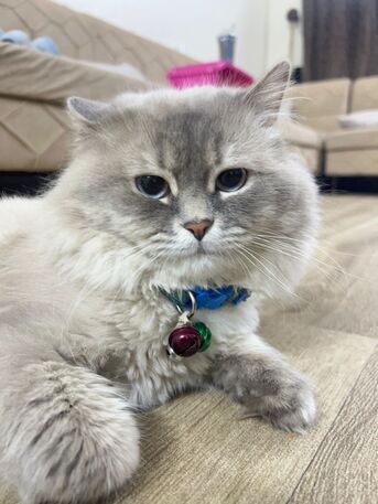 Al Rawdah, Pet Supplies, SAR 2000,  PERSIAN CAT FULLY VACCINATED