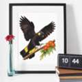 AUD 55,  Black Yellow Tail Cockatoo