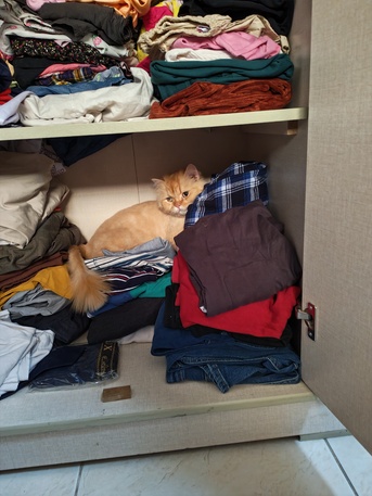 Riyadh, Pet Supplies, Persion Cat For Free
