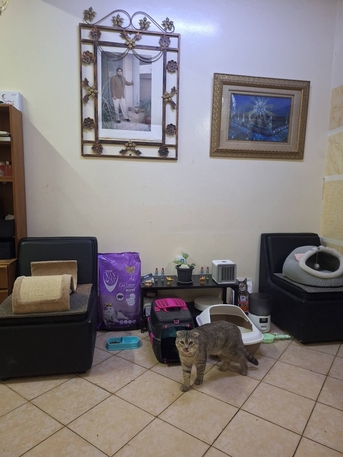 Irqah, Pet Supplies, SAR 500,  Scottish Fold Cat For Sale With All The Accessories