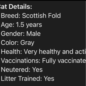 Irqah, Pet Supplies, SAR 500,  Scottish Fold Cat For Sale With All The Accessories