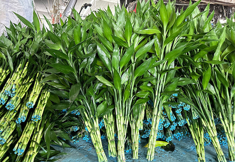 Los Angeles, Materials, USD 5896,  How To Grow Spiral Lucky Bamboo