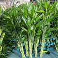 USD 5896,  How To Grow Spiral Lucky Bamboo