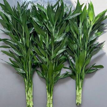 Los Angeles, Materials, USD 5896,  How To Grow Spiral Lucky Bamboo