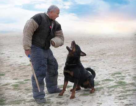 Ahmedabad, Pet Sitting, Dog Training Service In Surat