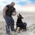 Dog Training Service In Surat