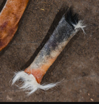 New York, Food, USD 8,  Buy Long-Lasting Natural Bones For Dogs &ndash; Ugly Chews