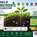 Advanced Micronutrient Fertilizer Products For Healthy Crops