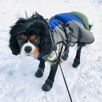 New York, Pet Sitting, Dog Boots For Sand Burrs And Rough Ground Protection