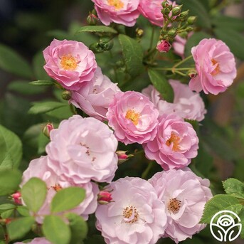 New York, Farm & Garden, USD 60,  Rise Up Lilac Days