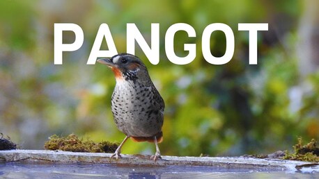Mumbai, Travel, Pangot Bird Watching Tour | Uttarakhand Nature Tour