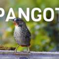 Pangot Bird Watching Tour | Uttarakhand Nature Tour
