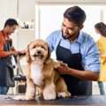Hiring A Professional Pet Groomer In Riyadh