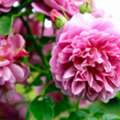 Best Traditional Indian Attar Wholesale