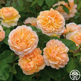 New York, Farm & Garden, USD 67,  The Lady Gardener