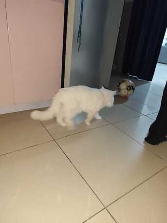 Al Wizarat, Childcare Job Seekers, Free Persian Male Cat Looking For A Loving Forever Home 🐾