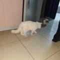 Free Persian Male Cat Looking For A Loving Forever Home 🐾