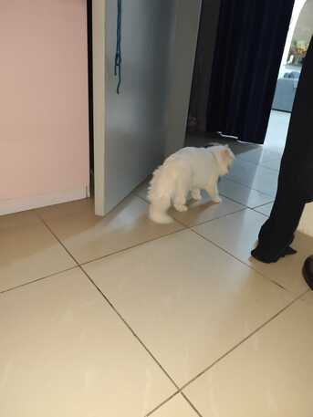 Al Wizarat, Childcare Job Seekers, Free Persian Male Cat Looking For A Loving Forever Home 🐾
