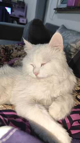 Al Wizarat, Childcare Job Seekers, Free Persian Male Cat Looking For A Loving Forever Home 🐾