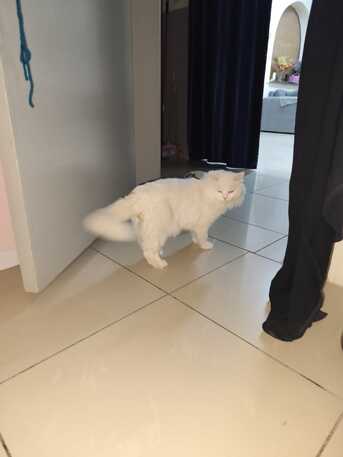 Al Wizarat, Childcare Job Seekers, Free Persian Male Cat Looking For A Loving Forever Home 🐾