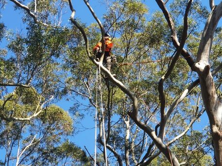 Sydney, Farm/Garden, Tree Lopping Frenchs Forest