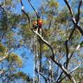 Tree Lopping Frenchs Forest